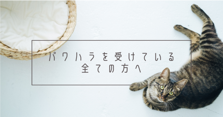 猫画像バナー